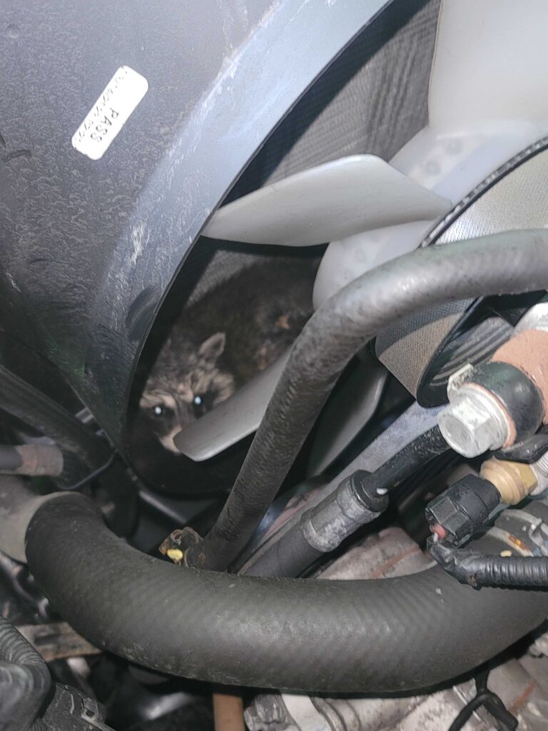 Wildlife Control Bellevue