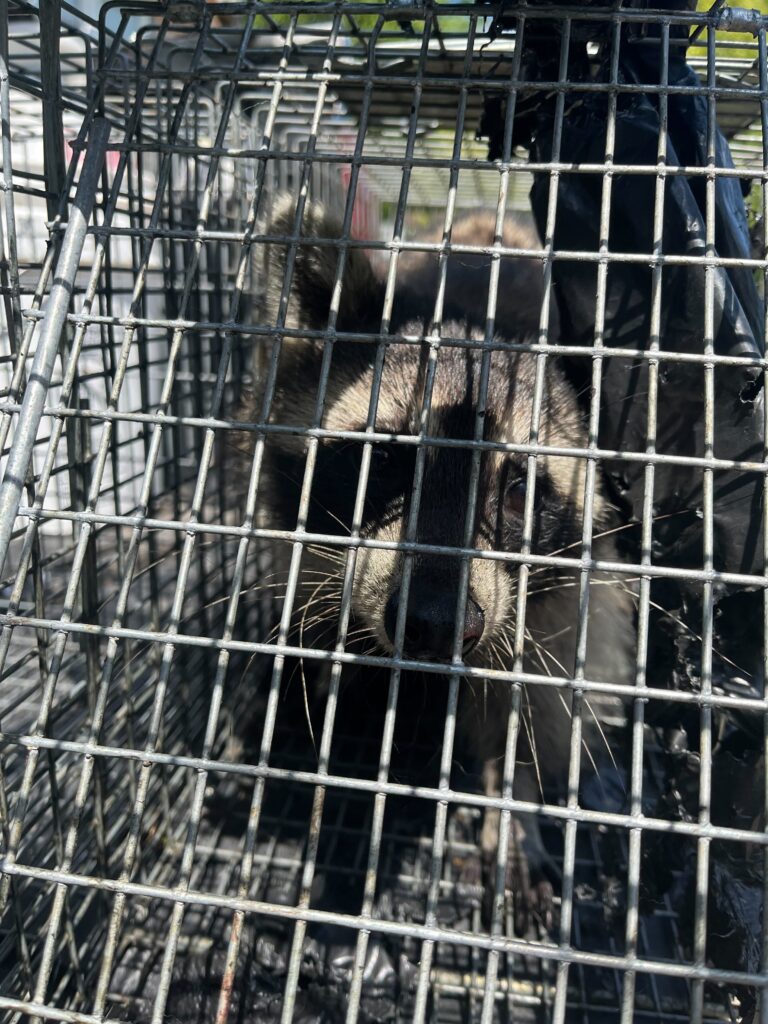 Wildlife Control Bellevue